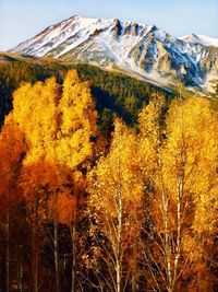 Scenic view of snowcapped mountains during autumn