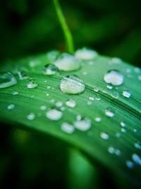 Close-up of water drops on leaf