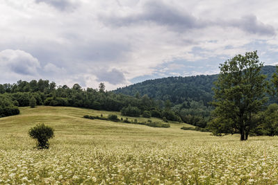 Scenic view of agricultural field against sky