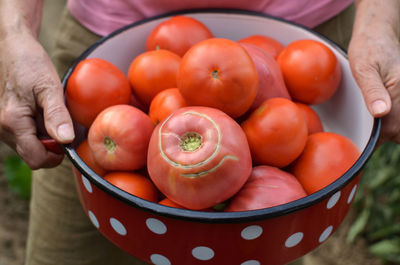 Woman holding just picked ripe tomatoes and collected in red traditional pot