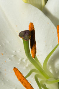 High angle view of bread in plate