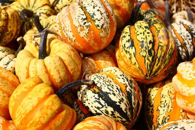 Many pumpkins in a basket