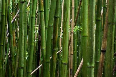 Full frame shot of bamboo plants