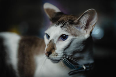 Close-up portrait of cat