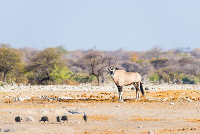 Oryx standing on field against clear sky