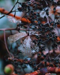 Close-up of dry leaves on tree