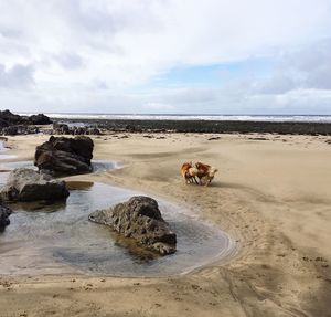 View of sheep on beach against sky