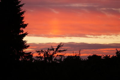 Silhouette of trees at sunset