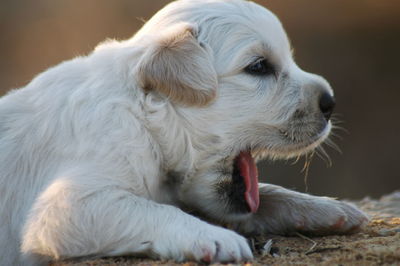 Close-up of a cute puppy
