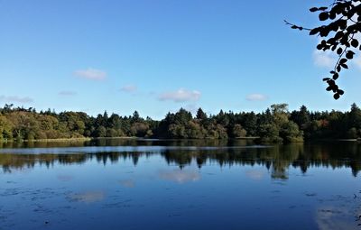 Reflection of trees in calm lake