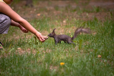 Side view of a squirrel