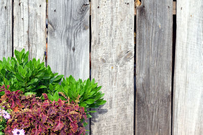 Close-up of flowering plants against wooden fence