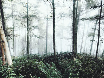 Trees growing in forest