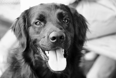 Close-up portrait of dog