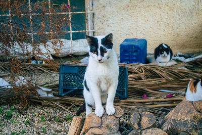 Portrait of cat sitting on wood against wall