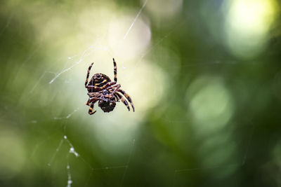 Close-up of spider on web