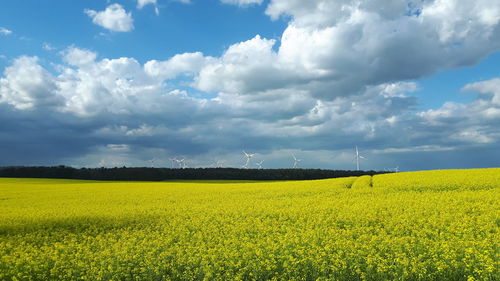 Scenic view of oilseed rape field against sky