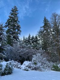 Pine trees on snow covered field against sky