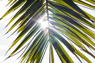 Low angle view of sunlight streaming through palm tree