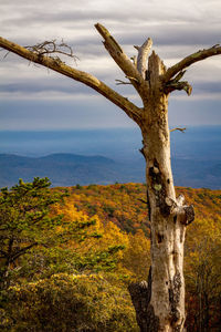 Dead tree on landscape against sky