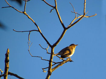 Low angle view of bird perching on branch against clear blue sky