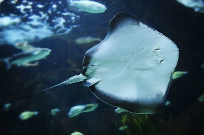 Close-up of jellyfish swimming in aquarium