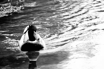 Close-up of duck swimming in sea