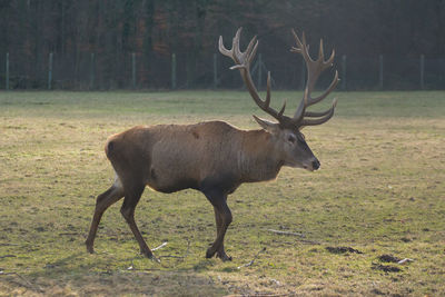 Deer standing in a field