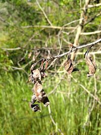 Close-up of a spider hanging on tree