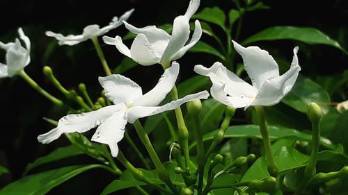 Close-up of wet white flowering plants