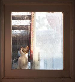 Dog looking through window