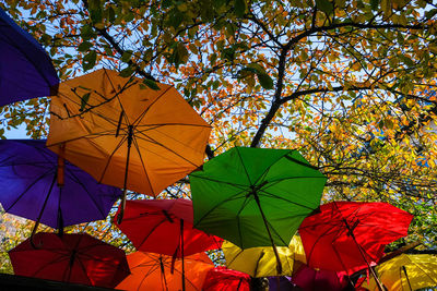 Low angle view of multi colored umbrellas hanging on tree