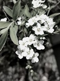 Close-up of flowers on tree