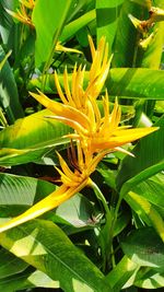 Close-up of yellow flowering plant