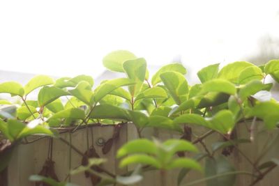 Close-up of leaves