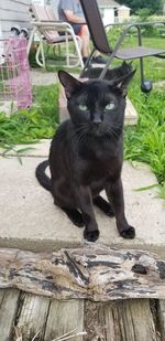 Portrait of black cat standing on wood