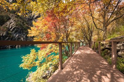 Autumn trees by footbridge in forest against sky