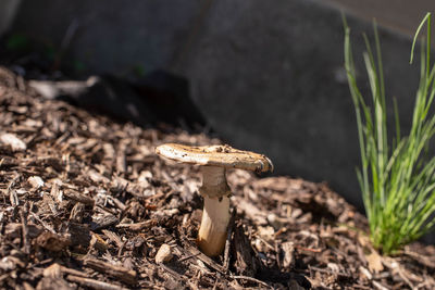 Close-up of mushroom growing on field