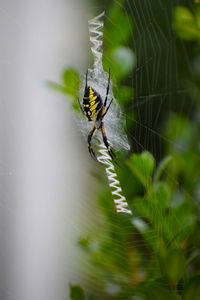 Close-up of spider on web