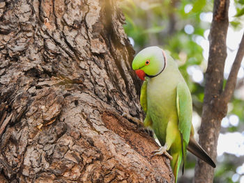 Rose ringed parakeet male perching on tree