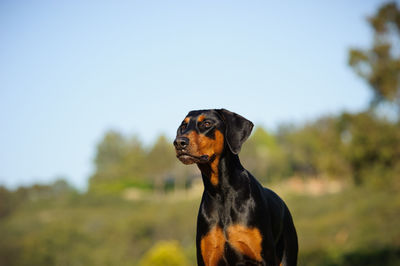 Doberman pinscher at park against sky