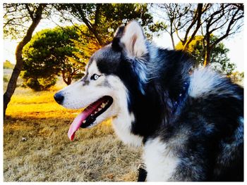 Close-up of dog sticking out tongue