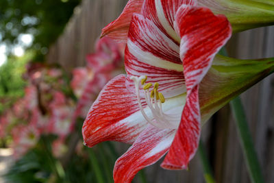 Close-up of red rose flower