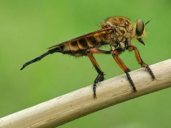 Close-up of insect on wood