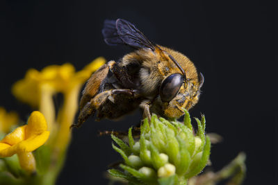 Blue banded bee flying