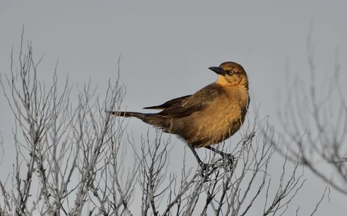 Close-up of bird perching on bare tree