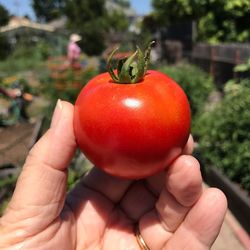 Close-up of hand holding apple