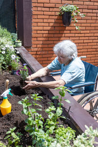 Old woman in wheelchair planting flowers in small terrace garden