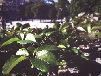 Close-up of plant