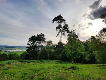 Trees on field against sky